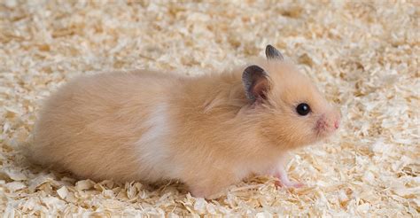 Hamsters near me - Meet the Fancy Bear Syrian Hamster, a cute and cuddly addition to any family. Find a pet bear hamster at a PetSmart near you today.